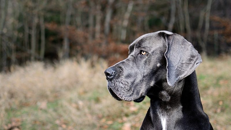 Pourquoi votre Dogue Allemand fugue?