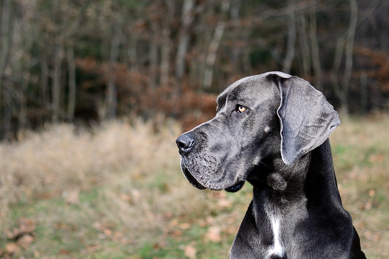 Pourquoi votre Dogue Allemand fugue?