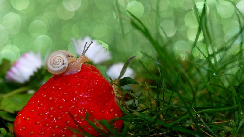 Entretenir son jardin et le décorer