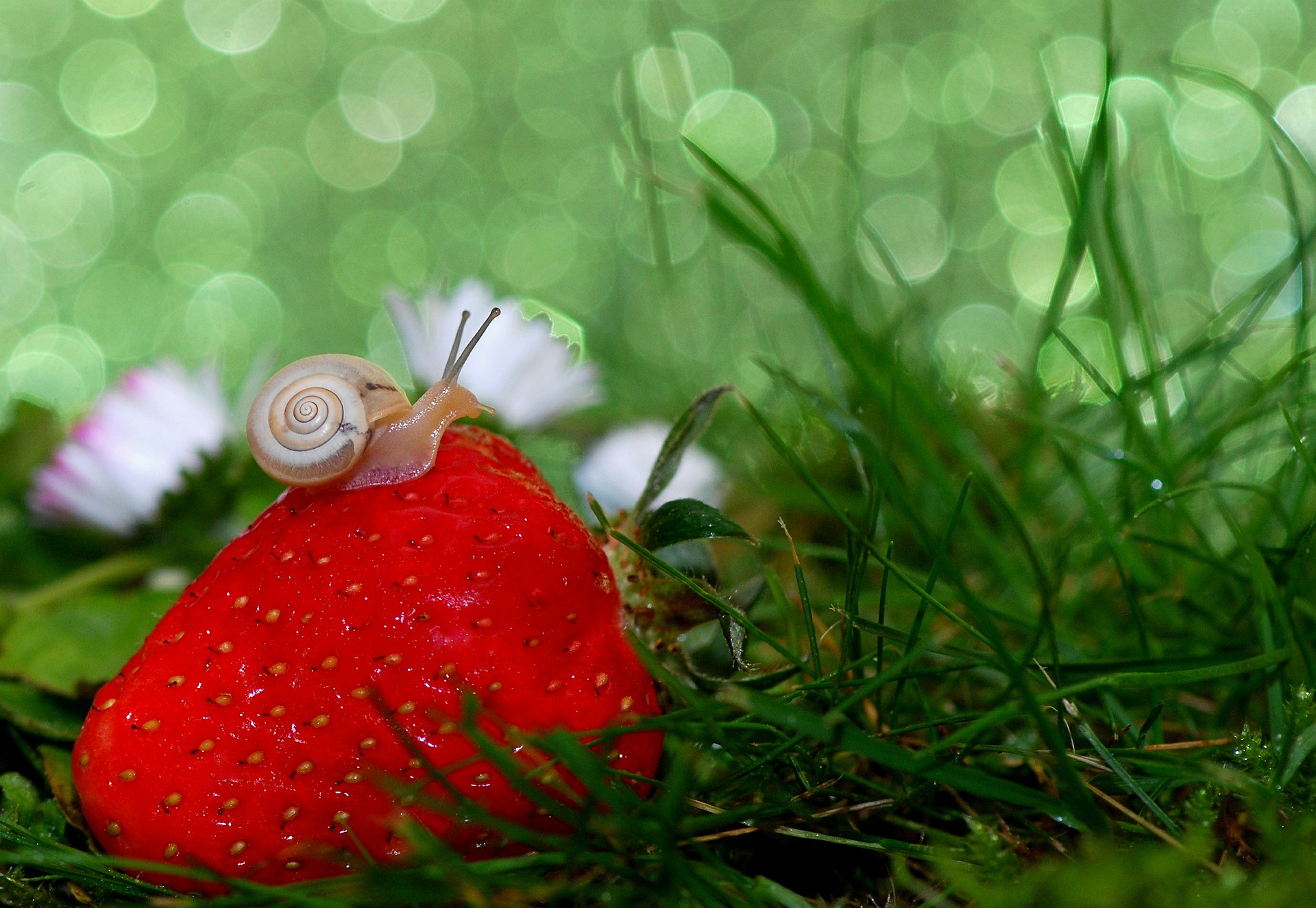 Entretenir son jardin et le décorer