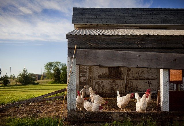 Conseils pour choisir un perchoir poule