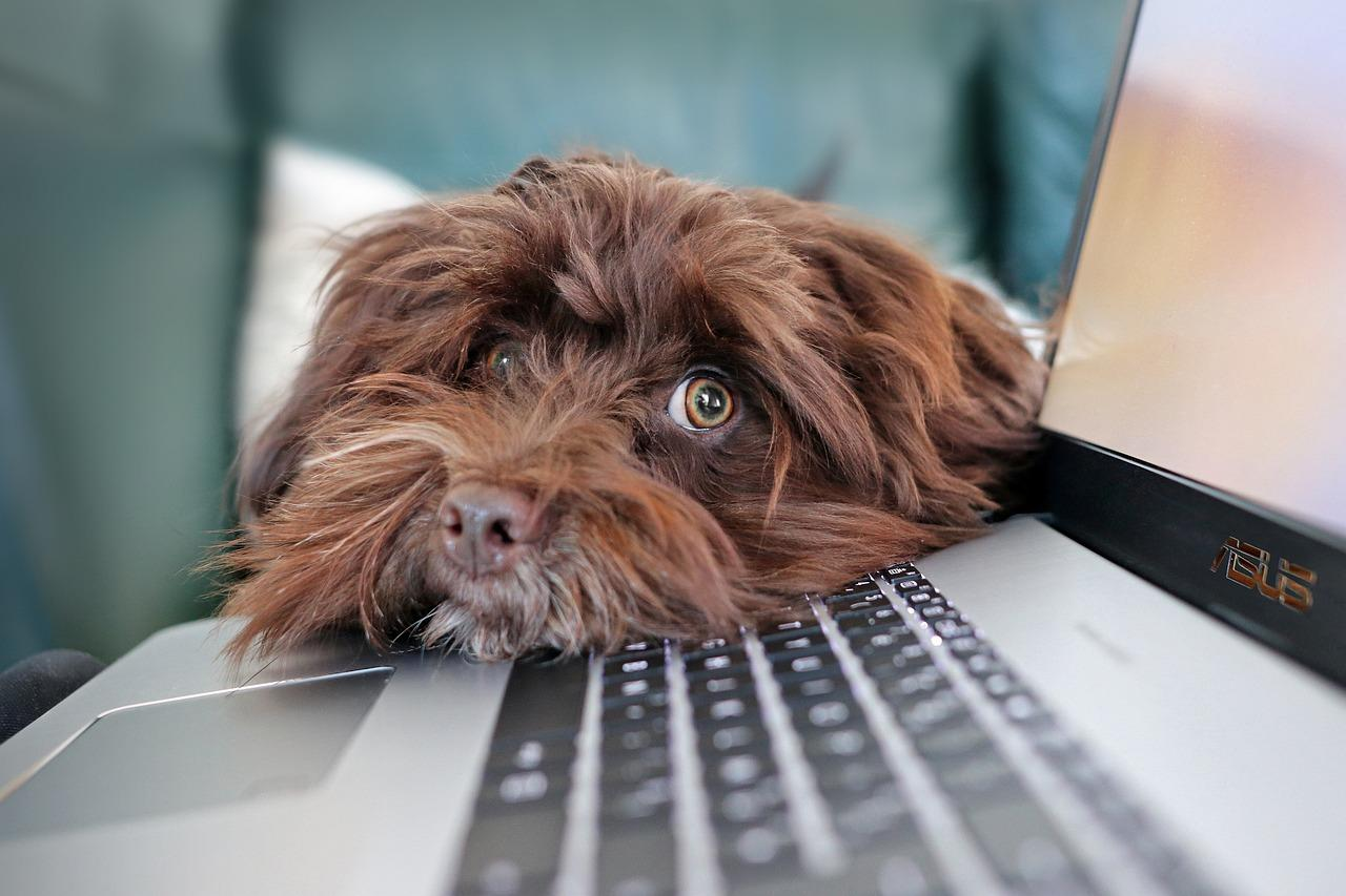 Conseils pour optimiser les depenses de sante pour votre animal de compagnie